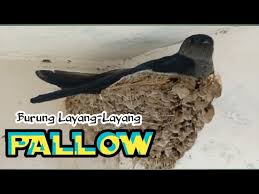 Suara burung layang layang mp3 ✖. Sarang Burung Sriti Pallow Free Fly Pacific Swallow Burung Layang Layang Youtube