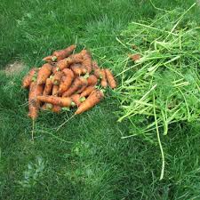 I go around my bed and use the shears to clip the seedlings that i don't want at their base, as close to the soil as i can. How To Grow Carrots From Seeds In Containers In The Garden Dengarden