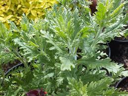 Maybe you would like to learn more about one of these? Perovskia Atriplicifolia Little Spire