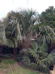 Image result for Latania loddigesii