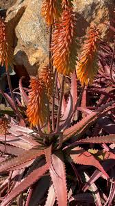 Image result for Aloe cameronii × christianii