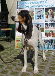 Image result for jurský honič