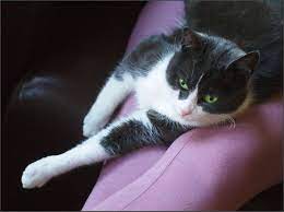 What Research Says About Cats They Re Selfish Unfeeling Environmentally Harmful Creatures Vox