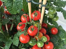 Container gardening would you like to have a garden but don't have space in your yard for one? Container Gardening With Vegetables Getting Started The Old Farmer S Almanac