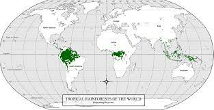 Rainforests are extremely important because the water they produce is evaporated and then used as most of the animals living in the tropical rainforest live in the trees. Why Are Tropical Rainforests Found Near The Equator Socratic