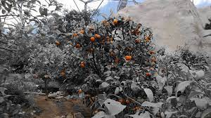 Bui also said that the city has no further preparation plan for climate change other than tree planting. Orange Tree In The Mediterranean Climate Dome At Eden Proj Flickr