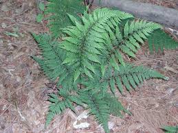 Image result for Athyrium