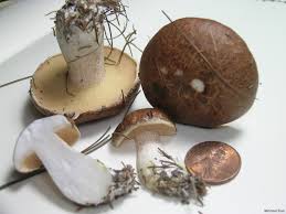 Image result for Suillus weaverae
