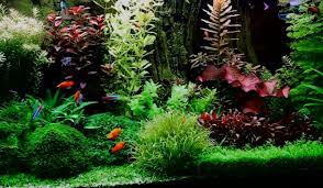 6 Best Aquarium Plant Fertilizer Available Today 2019