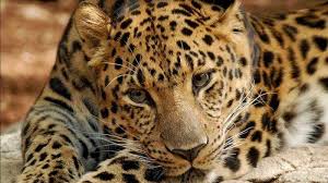 Check spelling or type a new query. Wanita Tewas Diterkam Macan Tutul Saat Asyik Duduk Di Teras Rumah Kondisinya Mengerikan Tribun Manado