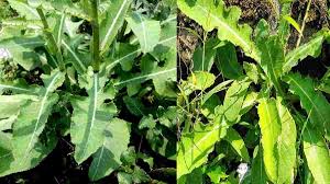 We did not find results for: Manfaat Daun Tempuyung Berkhasiat Lancarkan Asi Hancurkan Batu Ginjal Hingga Asam Urat Harapan Rakyat Online