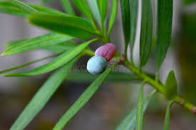 Image result for Podocarpaceae