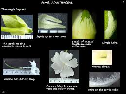 Image result for Thunbergia laborans