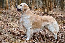 Golden retriever puppy rescue uk. Golden Retriever Wikipedia