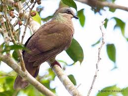 Brown Bird With White Stripe On Head White Eared Brown Dove Phapitreron Leucotis Brown Dove Bird Species Doves