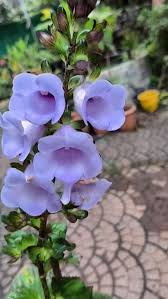 Image result for Thunbergia graminifolia