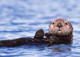 The Coast With The Most 12 Monterey County Moments Worth A Trip Otters Sea Otter Monterey