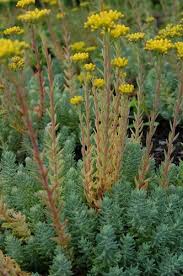 Image result for Sedum ruwenzoriense