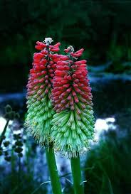 Image result for Kniphofia