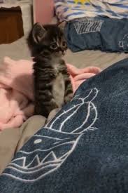 Aww So Cute Adorable Video Kittens Cutest Cute Cats And Kittens Cute Cats
