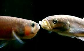 Breeding Betta Macrostoma The Fish Doctor