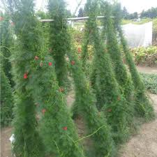 Image result for Ipomoea quamoclit