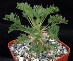 Image result for Lycopodiella sarcocaulon