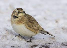En comparaison, ses ailes sont plus larges et plus arrondie. Avez Vous Deja Vu Une Alouette Hausse Col Le Canada Francais