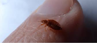 Woke up from a dead. Bugs That Look Like Bed Bugs Identification Tips Abc Blog