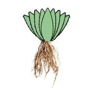 Image result for Monadenium crenatum