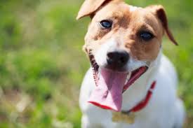 The frequency of bowel movements, the consistency of stools and the dog's behavior during evacuation will give you good clues as to you can treat your dog's constipation by using natural home remedies such as coconut oil, mineral oil and even pumpkin. Dog Constipation Signs Symptoms Treatment Canna Pet