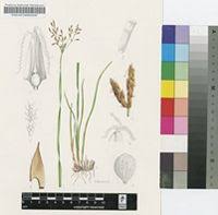 Image result for Fimbristylis madagascariensis