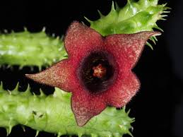Image result for Huernia longituba