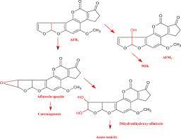 Aflatoxin M1 An Overview Sciencedirect Topics