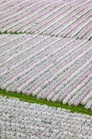 California now grows 80 percent of the world's almonds. Blooming Almond Orchards From The Air Sacramento Valley California Travel California Agriculture