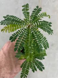 Image result for Biophytum