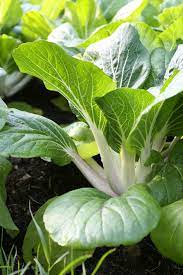 Fill pots with loose soil and plant 1 to 2 plants per large pot. Plant Of The Month Mustard Greens Rimol Greenhouse Systems