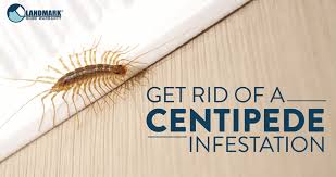 Even though they are supposed to be fairly common one of the only creatures that i can't seem to live with are house centipedes. Educational Information On Centipedes And Infestations