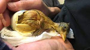 After spending the last 4 years hatching ducklings, i have kept accurate records of humidity (more recently using the recording. How To Hatch Duck Eggs Complete Guide Tyrant Farms