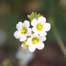 Image result for Hydrophyllaceae