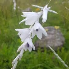 Image result for Tulbaghia acutiloba