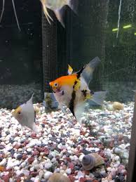 It is tried to keep the data as comprehensive. Gavleborgs Zoo Sandviken Added A New Photo Gavleborgs Zoo Sandviken Facebook
