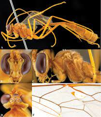 Whether you suspect your house is infested with termites or you want to identify the mysterious insect found in your home, pestworld offers free pest control resources, information, pictures and more! The Nepalese Species Of The Genus Enicospilus Stephens 1835 Hymenoptera Ichneumonidae Ophioninae A Preliminary Revision And Identification Key To Species