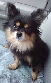 Dfw long hair chihuahua (owner) this is the place to: 90 Chihuahua Long Haired Ideas Chihuahua Chihuahua Love Chihuahua Puppies