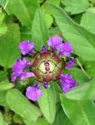 Flower is my favorite form of cannabis, and our most popular. 23 Wildflowers Of Washington State Ideas Washington State Wild Flowers Personal Photo