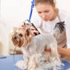 Curly short hair can look sweet, sexy, sleek, messy and always, always chic. How To Cut A Yorkie S Hair With Haircut Styles Video