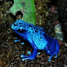 Resultado de imagen para poison frog