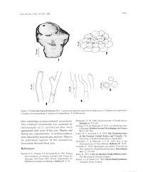 Image result for Scleroderma polyrhizon