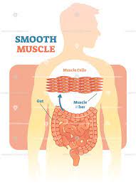 Smooth Muscle Vector Illustration Diagram Vectormine Medical Knowledge Human Body Systems Muscle