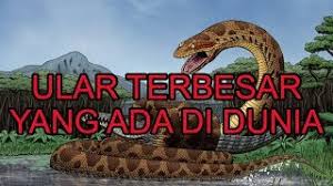 Maybe you would like to learn more about one of these? 7 Jenis Ular Terbesar Di Dunia 1 Ada Di Indonesia Youtube